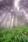 Fisheye view skyward in redwood forest-Redwood National Park-Tree-Redwood Art Print